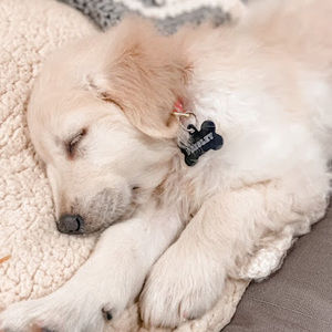 Meet your Posher, Putz_